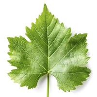 Fresh young vine leaf isolated on white background photo