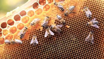 Close up view of the working bees on honey cells photo