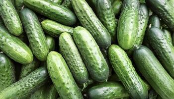 Close up of Lots of cucumbers. cucumbers Background Concept photo