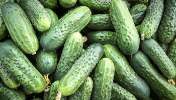 Close up of Lots of cucumbers. cucumbers Background Concept photo