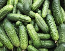 Close up of Lots of cucumbers. cucumbers Background Concept photo
