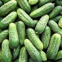 Close up of Lots of cucumbers. cucumbers Background Concept photo