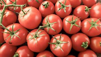 Creative food concept of Tomatos. Close up a pile of Tomatos photo