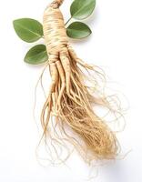ginseng isolated on white background photo