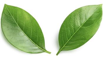 Green leaves isolated on a white background with full depth of field. Top view. Flat lay photo