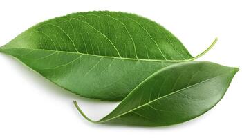 Green leaves isolated on a white background with full depth of field. Top view. Flat lay photo
