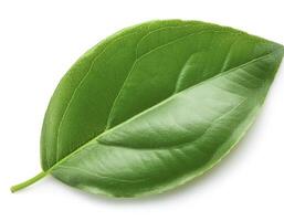 Green leaves isolated on a white background with full depth of field. Top view. Flat lay photo