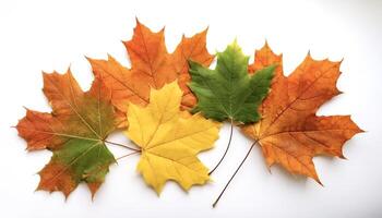 maple leaves isolated on white background photo