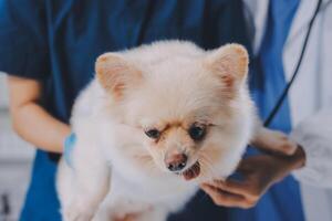 Closeup shot of veterinarian hands checking dog by stethoscope in vet clinic photo