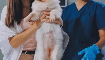 Closeup shot of veterinarian hands checking dog by stethoscope in vet clinic photo