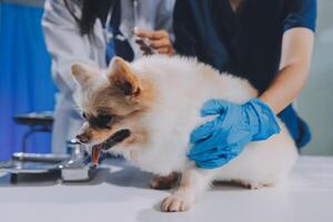 Closeup shot of veterinarian hands checking dog by stethoscope in vet clinic photo