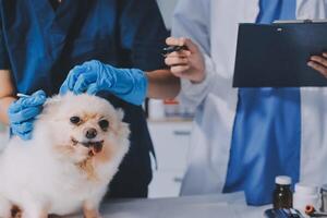 Closeup shot of veterinarian hands checking dog by stethoscope in vet clinic photo