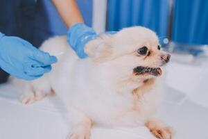 Closeup shot of veterinarian hands checking dog by stethoscope in vet clinic photo