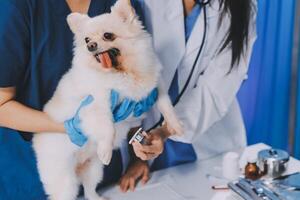 Closeup shot of veterinarian hands checking dog by stethoscope in vet clinic photo