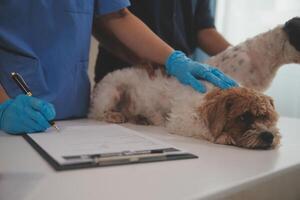 At a modern veterinary clinic, a Panshi Tzu puppy sits on an examination table. Meanwhile, a female veterinarian assesses the health of a healthy photo