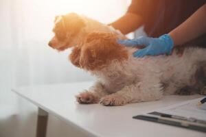 At a modern veterinary clinic, a Panshi Tzu puppy sits on an examination table. Meanwhile, a female veterinarian assesses the health of a healthy photo