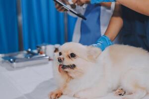 Closeup shot of veterinarian hands checking dog by stethoscope in vet clinic photo