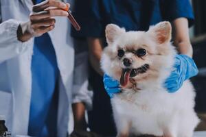 Closeup shot of veterinarian hands checking dog by stethoscope in vet clinic photo