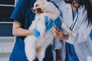 Closeup shot of veterinarian hands checking dog by stethoscope in vet clinic photo