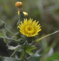 Photo of a dandelion flower.