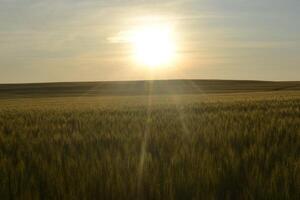 Sunset in a wheat field. photo