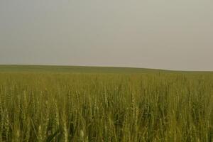 Photo of a wheat field.