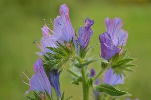 Photo of purple flowers with green leaves.