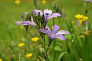 Photo of a purple flowers.