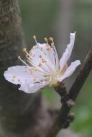 Photo of a peach blossom.