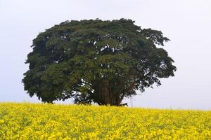 Photo of a tree in a field of flowers.