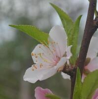Photo of a peach flower.