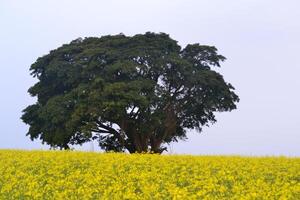 Photo of a tree in a field of flowers.
