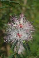 Photo of a caliandra flower.