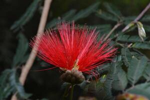 Photo of a red flower.