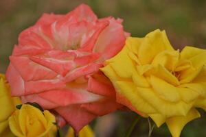 Red and yellow roses. photo