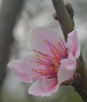 Photo of a peach flower.