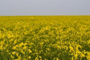 Field of yellow flowers. photo