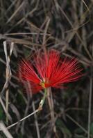 Photo of a red flower.
