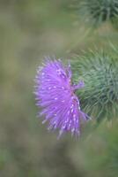 Photo of a purple thistle.