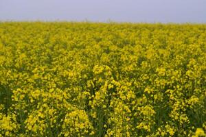Field of yellow flowers. photo