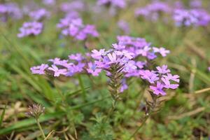 Photo of small purple flowers.