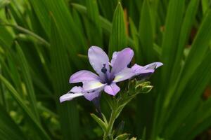 Photo of a purple flower.