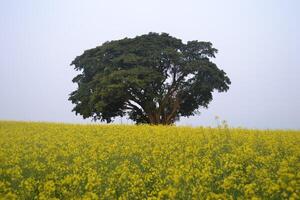Photo of a tree in a field of flowers.