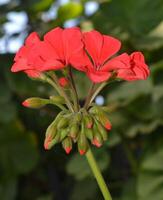 Photo of a red geranium.