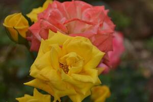 Photo of roses.
