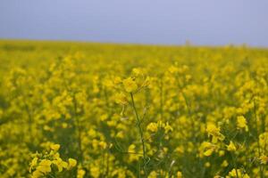 Field of yellow flowers. photo