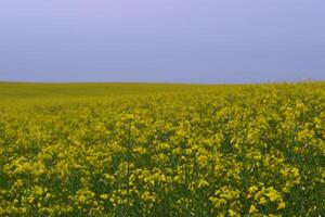 Field of yellow flowers. photo
