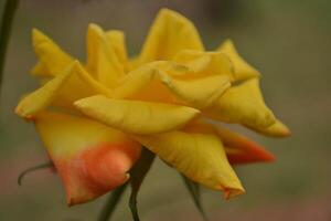 Photo of a yellow rose.