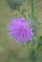 Photo of a purple thistle.