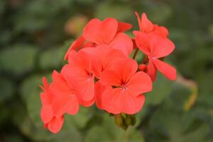 Photo of a red geranium.